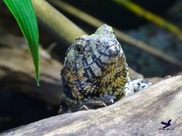 Tiergarten Schönbrunn am 03.10.2025